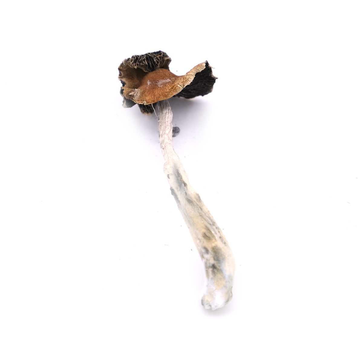 Psilocybe Semilanceata Mushroom