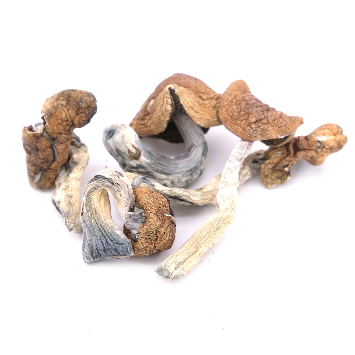Golden Teacher Mushroom