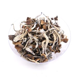 Psilocybe Azurescens Mushroom