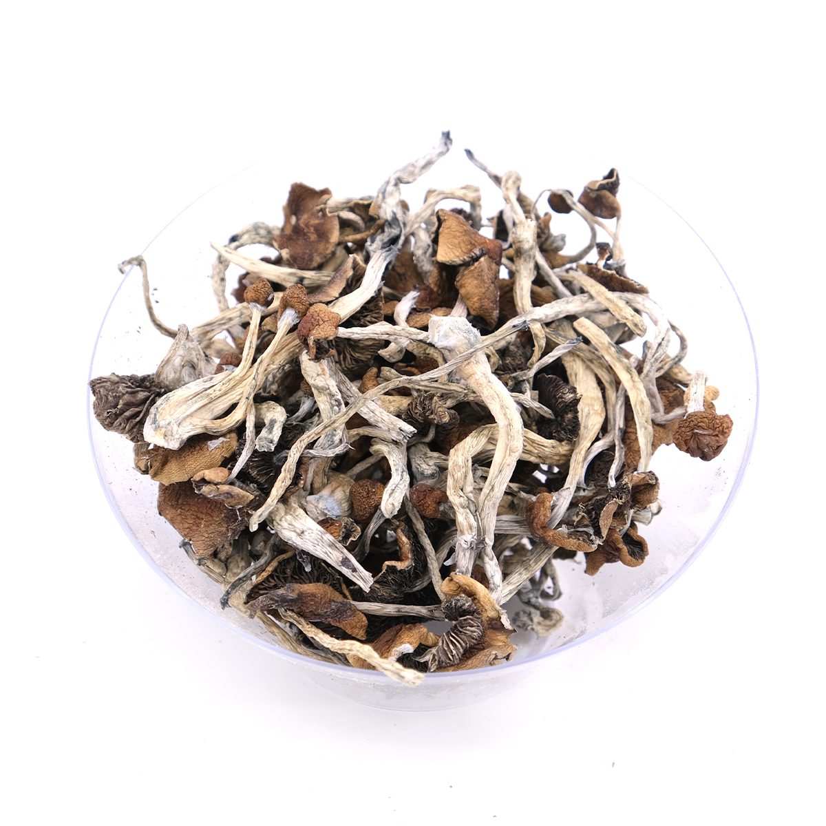 Psilocybe Azurescens Mushroom