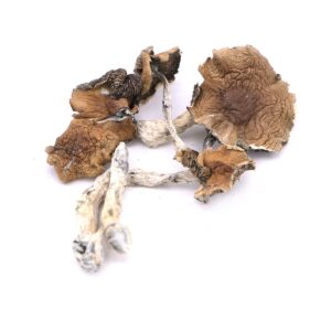 Psilocybe Mexicana Mushroom